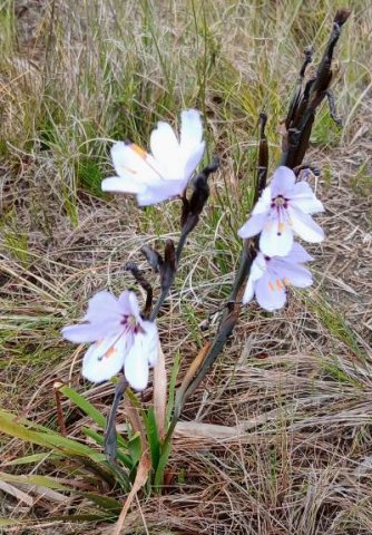 Aristea spiralis flowers